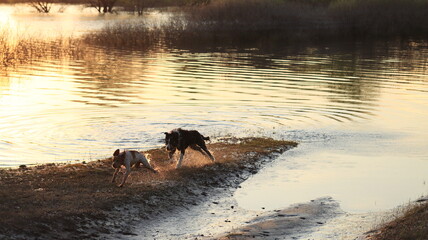 Photo of dogs on the river bank in spring evening