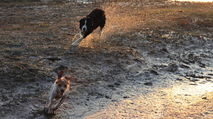 Photo of dogs on the river bank in spring evening