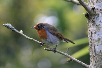robin on a branch
