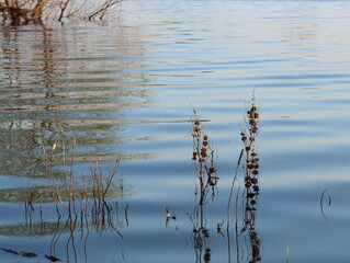 Reflections in the water of the river of plants and trees in the spring evening