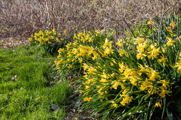 daffodils  in the garden