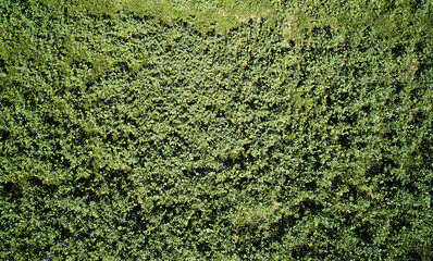 Green grass empty field