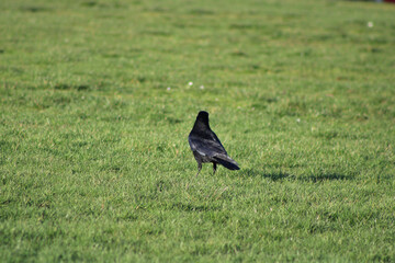 crow on the grass