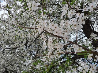 White beautiful flowers in tree blooming in spring