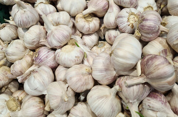 Bunch of fresh garlic closeup. Useful properties of garlic