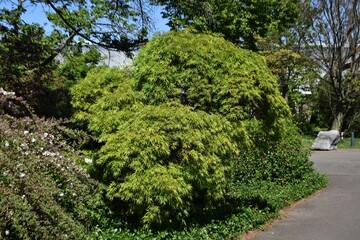 Acer palmatum Seiryu or Japanse esdoorn shrub, in the garden.