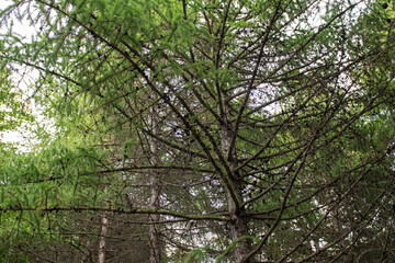 Fototapeta premium Green forest, panoramic view. Beautiful summer day in woods.