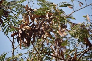 Leucaena leucocephala tree branches, with hanging seed pods.