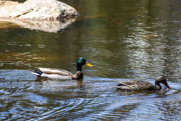 A mallard and his mate swim in an alpine lake in the Rocky Mountains of Colorado