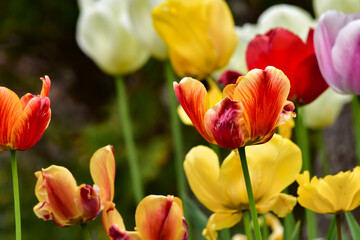 Fresh spring tulips growing in the garden