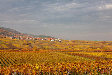 Fototapeta na wymiar An der Deutschen Weinstrasse im Herbst, Südpfalz, Pfalz
