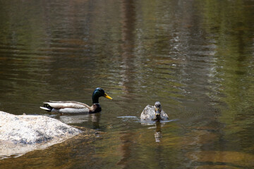 A mallard and his duck girlfriend hang out in a lake in the Rocky Mountains of Colorado