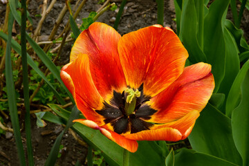 Fototapeta premium Fresh spring tulips growing in the garden