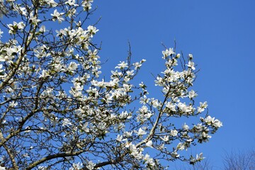 Branches with white flowers of Magnolia x Soulangeana Alba Superba, against blue sky. 