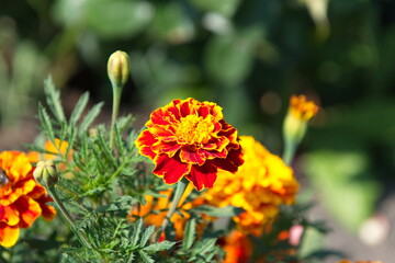 Orange marigolds flower on a green background on a summer sunny day macro photography.