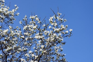 Branches with white flowers of Magnolia x Soulangeana Alba Superba, against blue sky. 