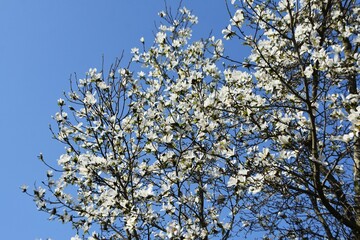 Branches with white flowers of Magnolia x Soulangeana Alba Superba, against blue sky. 