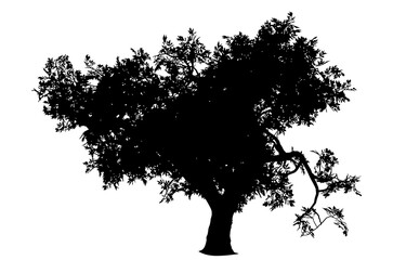 Silhouette of tree with leaves