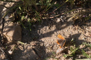 motyl owad wiosna łąka rośliny
