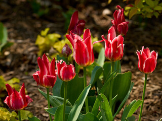 Tulip macro red flower