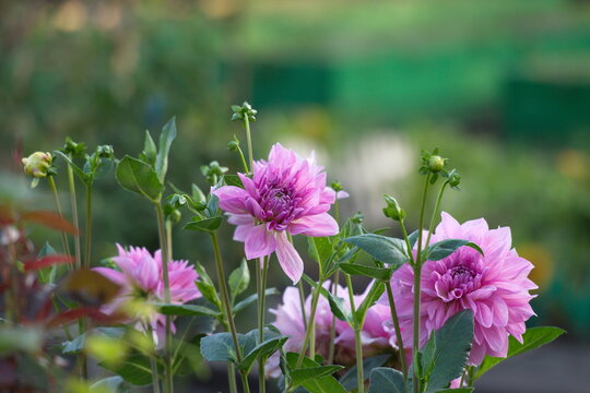 Paeoni lactifla ora. pink peony bush in the garden . Many flowers.