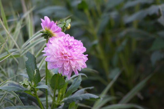 Paeoni lactifla ora. pink peony bush in the garden . Many flowers.