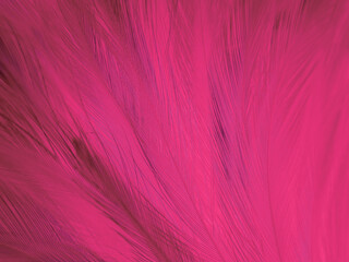 Beautiful abstract light pink feathers on white background,  white feather frame on pink texture pattern and pink background, love theme wallpaper and valentines day, white gradient