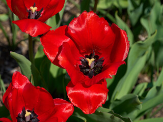 Tulip macro red flower