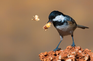 Coal Tit, Periparus ater bird in its natural environment with its food in its mouth.