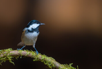 Standing on the branch Coal Tit, Periparus ater
