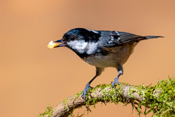 Coal Tit, Periparus ater in its natural environment with its food in its mouth.