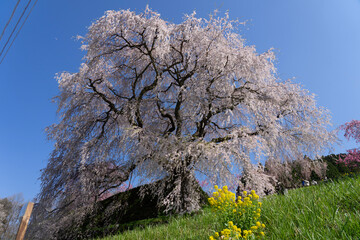 Naklejka premium blooming tree