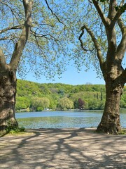 tree on the lake
