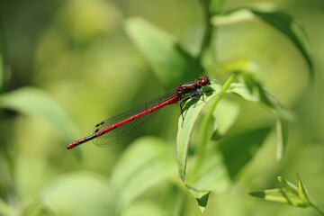 red dragonfly on a green leaf