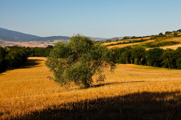 Fototapeta premium Val d'Orcia,Siena, Toscana,panorami