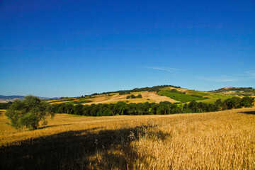 Fototapeta premium Val d'Orcia,Siena, Toscana,panorami