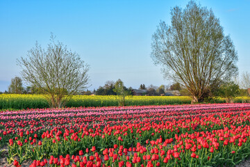 Fototapeta na wymiar beautiful field of tulips, different colors of flowers, landscape