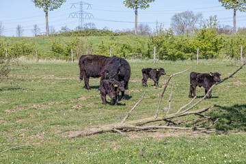 Molenplas nature reserve with green grass and Galloway cows calmly walking with their calves, curly or wavy black fur, bushes in the background, sunny day in Stevensweert, South Limburg, Netherlands