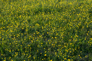 Broomes Island, Maryland A field of buttercups at sunset.