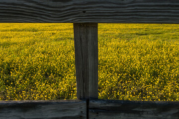Broomes Island, Maryland A field of buttercups at sunset and a wooden fence.