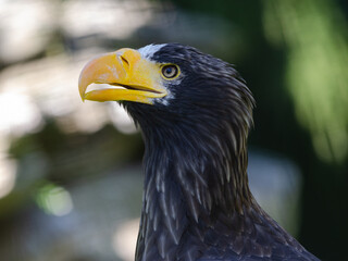 Aigle