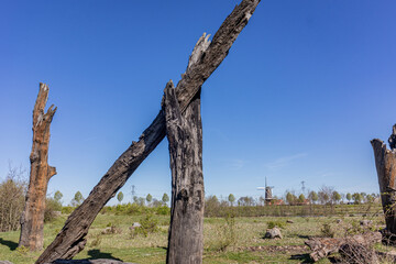 Trunk on top of another of 1500-2000 year old fossil oaks at the monument at Bomenmonument, Molenplas nature reserve, windmill in the background, sunny day in Stevensweert, South Limburg, Netherlands