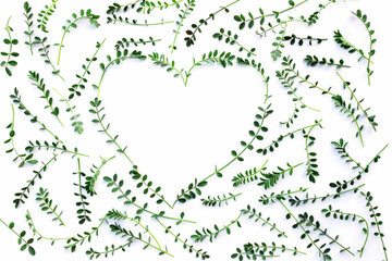 Delicate green leaves are laid out in the shape of a heart on a white background. The concept of love, environmental protection, ecology.