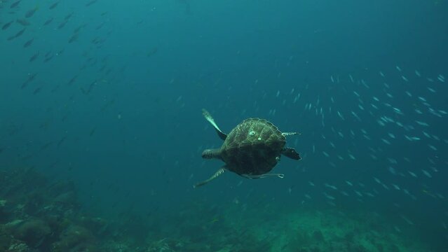 Green Sea Turtle (Chelonia mydas) swims fast around the cameraman 