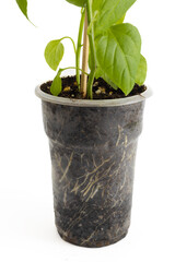 Fibrous roots of a young pepper plant in soil in transparent plastic cup. Pepper seedling isolated on white background