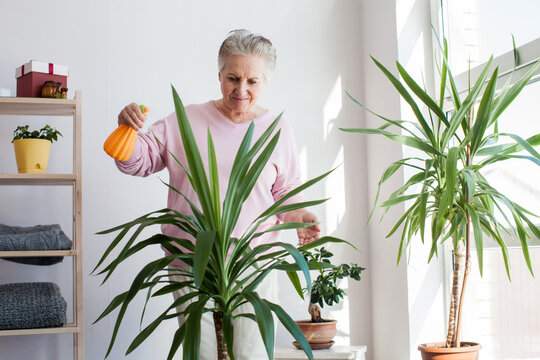 Elderly woman sprays the leaves of house plants