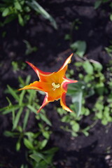 Natural view of tulip flowers bloom in garden with green grass as morning spring