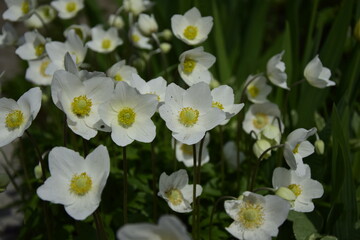 flowers grow and nature comes to life. White crocuses in the garden.