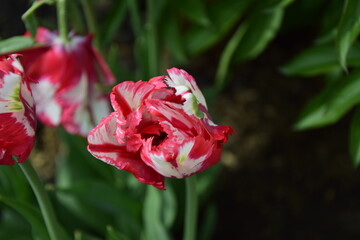 Natural view of tulip flowers bloom in garden with green grass as morning spring