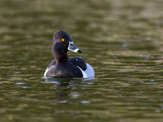 Male Ring-necked Duck swimming in green brown water in spring